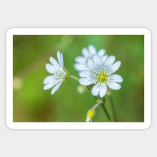 Field Chickweed Sticker